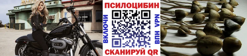 Галлюциногенные грибы Psilocybe  Купить закладки  Гусиноозёрск 